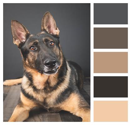 Dog German Shepherd Canine Image
